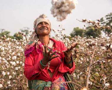 Indian woman harvesting cotton in a cotton field, Maharashtra, India, Women Working. Harvesting Cotton, Traditional Agriculture.