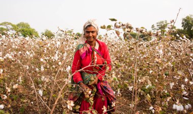 Indian woman harvesting cotton in a cotton field, Maharashtra, India, Women Working. Harvesting Cotton, Traditional Agriculture.