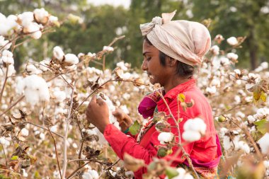 Indian woman harvesting cotton in a cotton field, Maharashtra, India, Women Working. Harvesting Cotton, Traditional Agriculture.