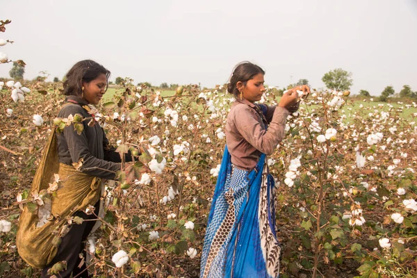 Women Harvesting Cotton India — Stockfoto