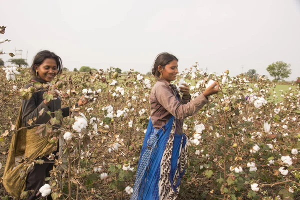 Women Harvesting Cotton India — Stockfoto