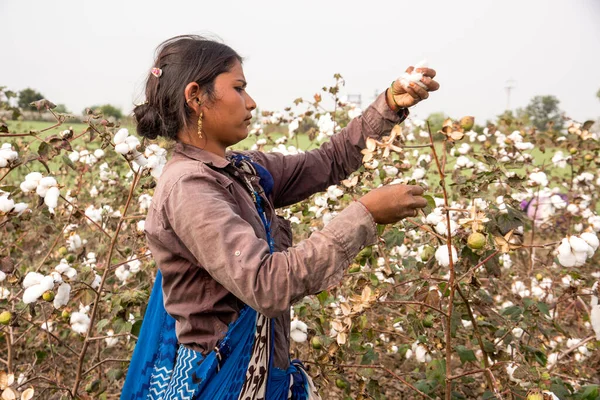 Woman Harvesting Cotton Field Maharashtra India — Foto de Stock