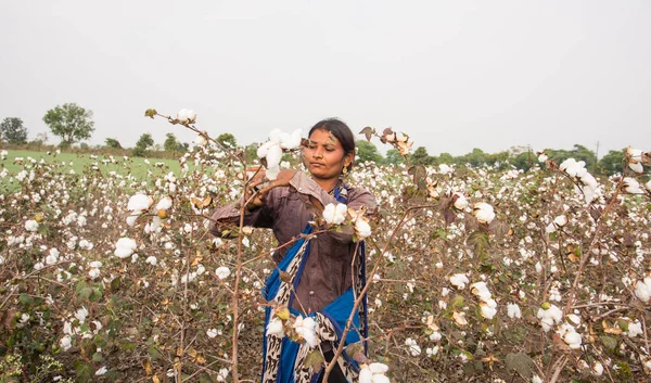 Young Woman Harvesting Cotton Field Maharashtra India — Stockfoto