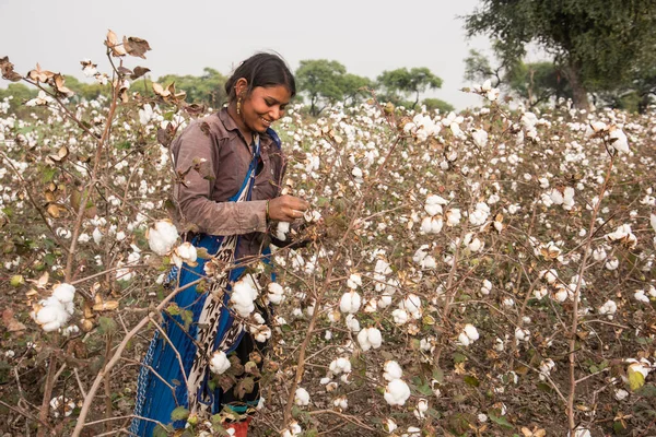 Young woman harvesting in a cotton field, Maharashtra, India.