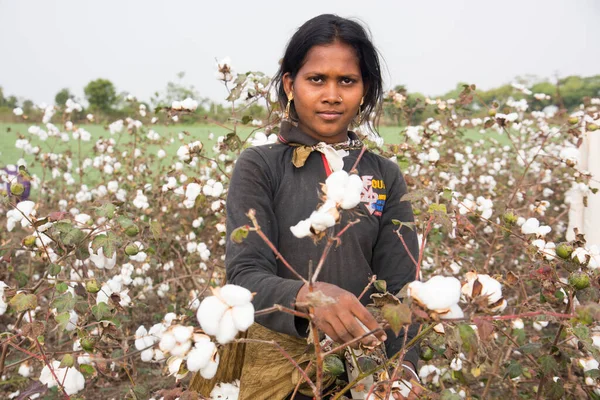 Indian Woman Harvesting Cotton Cotton Field Maharashtra India — Stockfoto