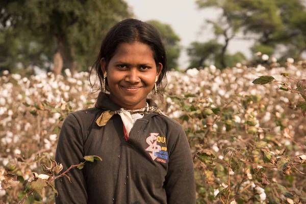 Indian Woman Harvesting Cotton Cotton Field Maharashtra India — Stockfoto