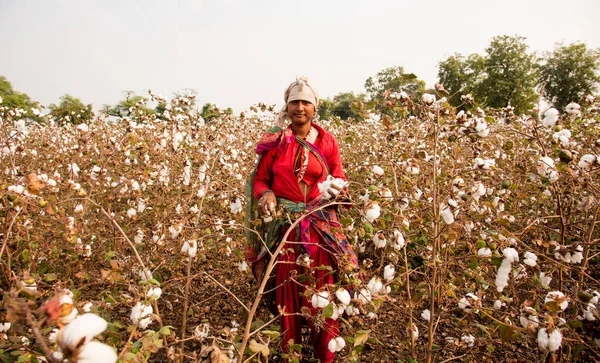 Indian Woman Harvesting Cotton Cotton Field Maharashtra India Women Working — Φωτογραφία Αρχείου