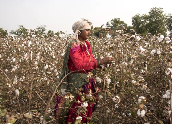 Indian Woman Harvesting Cotton Cotton Field Maharashtra India Women Working — Foto de Stock