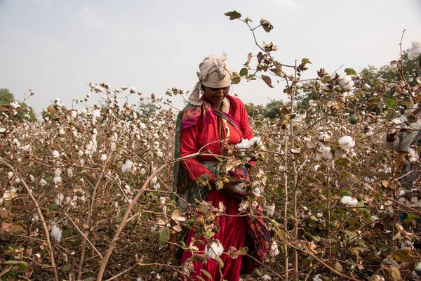 Indian Woman Harvesting Cotton Cotton Field Maharashtra India Women Working — Φωτογραφία Αρχείου