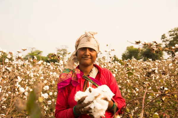 Indian woman harvesting cotton in a cotton field, Maharashtra, India, Women Working. Harvesting Cotton, Traditional Agriculture.