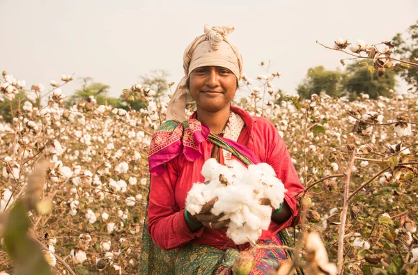 Indian woman harvesting cotton in a cotton field, Maharashtra, India, Women Working. Harvesting Cotton, Traditional Agriculture.