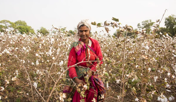 Indian Woman Harvesting Cotton Cotton Field Maharashtra India Women Working — Stok fotoğraf