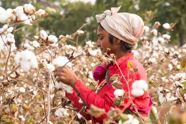 Indian Woman Harvesting Cotton Cotton Field Maharashtra India Women Working — Stockfoto