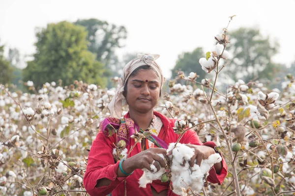 Indian Woman Harvesting Cotton Cotton Field Maharashtra India Women Working — Foto de Stock
