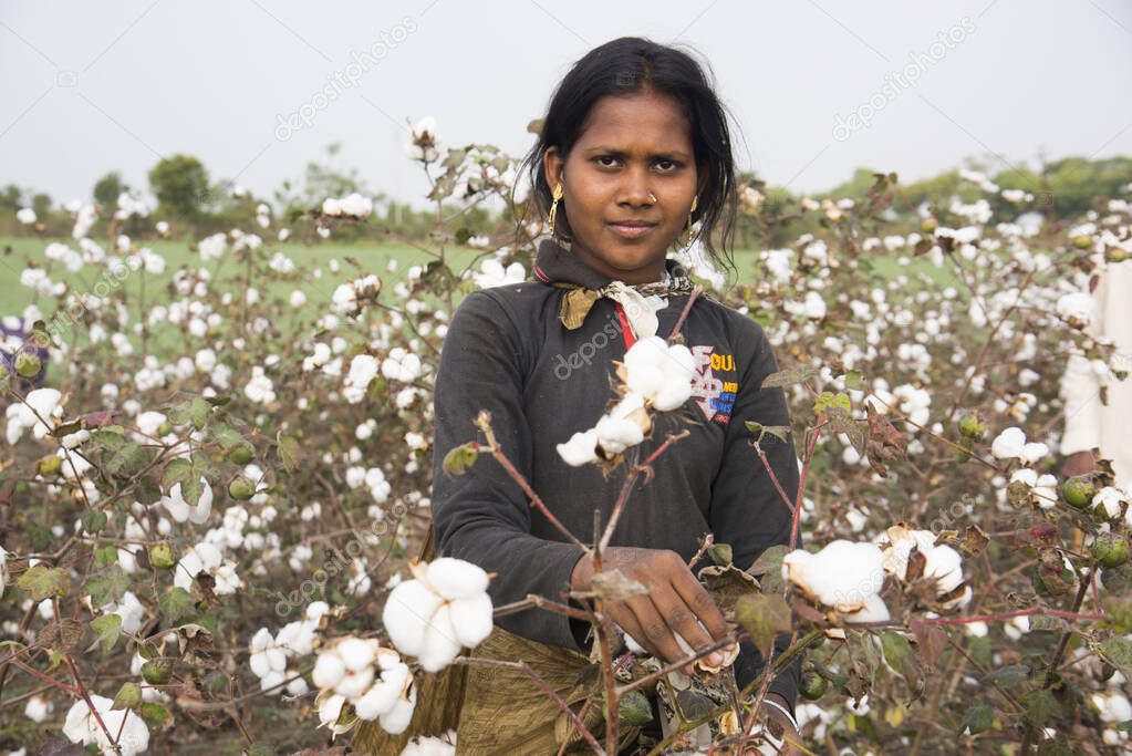 Indian woman harvesting cotton in a cotton field, Maharashtra, India.