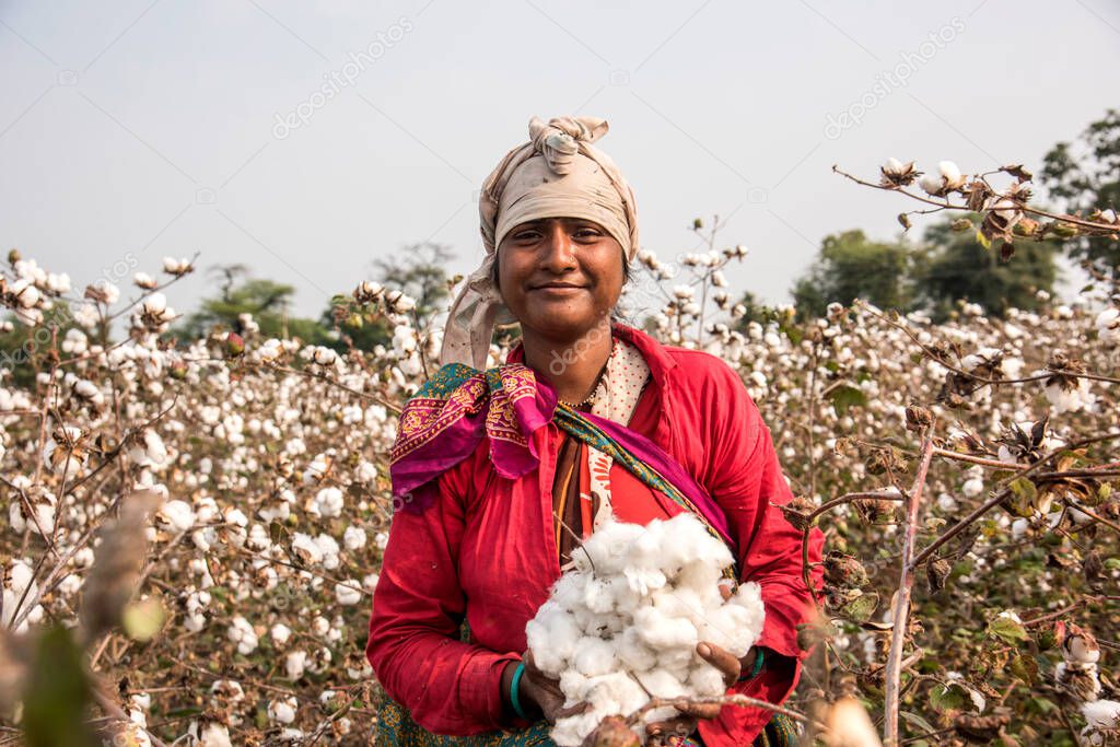 Indian woman harvesting cotton in a cotton field, Maharashtra, India, Women Working. Harvesting Cotton, Traditional Agriculture.