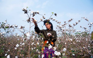 Women harvesting Cotton, India.
