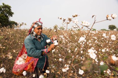 Indian woman harvesting cotton in a cotton field, Maharashtra, India.