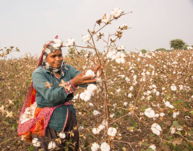 Indian woman harvesting cotton in a cotton field, Maharashtra, India.