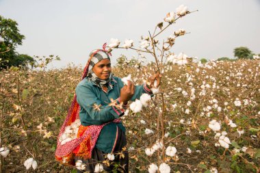 Indian woman harvesting cotton in a cotton field, Maharashtra, India.