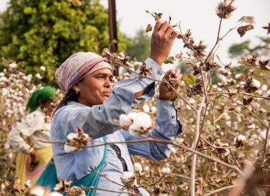 Women harvesting Cotton, India.