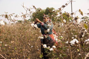 Indian woman harvesting cotton in a cotton field, Maharashtra, India.