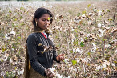 Indian woman harvesting cotton in a cotton field, Maharashtra, India.