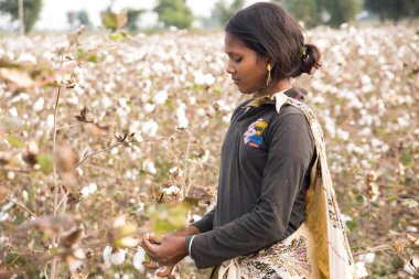Indian woman harvesting cotton in a cotton field, Maharashtra, India.