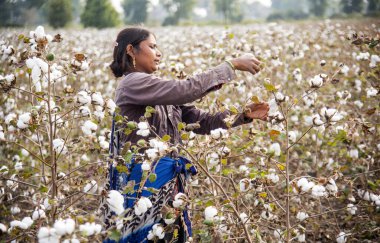 Indian woman harvesting cotton in a cotton field, Maharashtra, India.