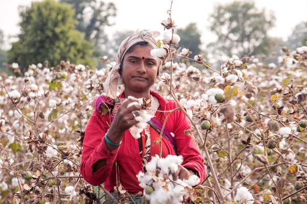 Indian Woman Harvesting Cotton Cotton Field Maharashtra India Women Working — Stok fotoğraf