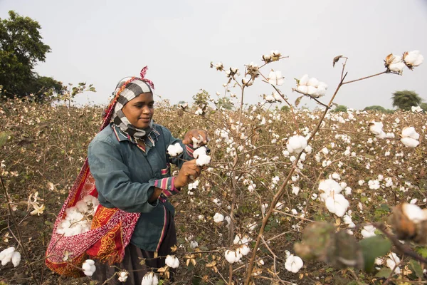 Indian Woman Harvesting Cotton Cotton Field Maharashtra India — Stockfoto