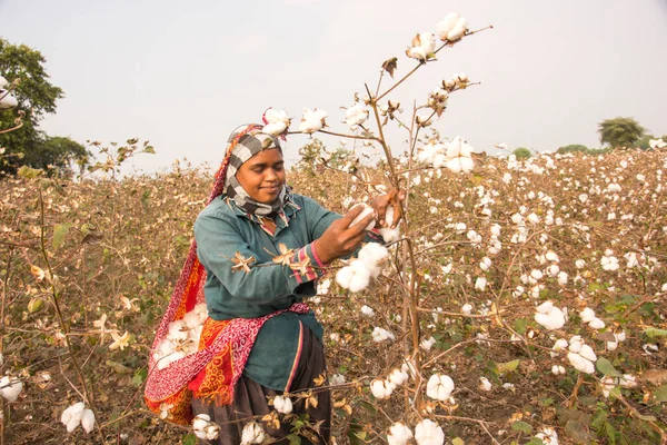 Indian woman harvesting cotton in a cotton field, Maharashtra, India.