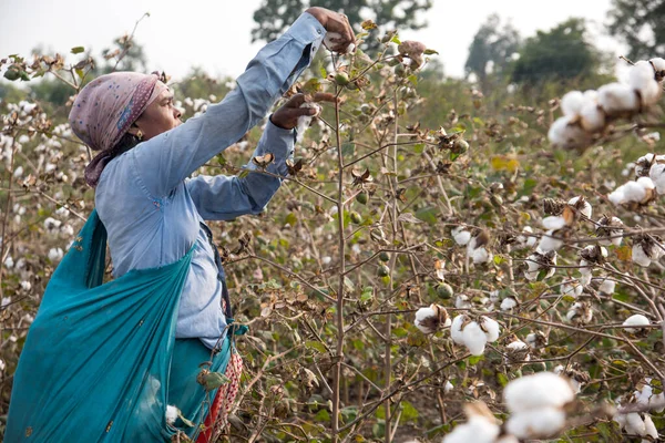 Women Harvesting Cotton India — Foto de Stock
