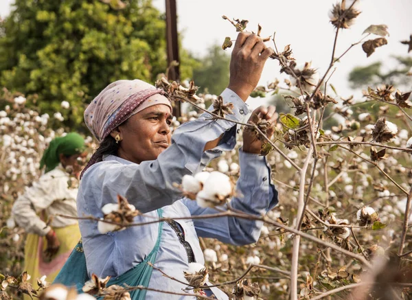 Women harvesting Cotton, India.