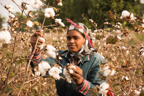 Indian Woman Harvesting Cotton Cotton Field Maharashtra India — Foto de Stock