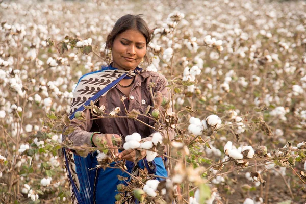 Woman Harvesting Cotton Field Maharashtra India — Stockfoto