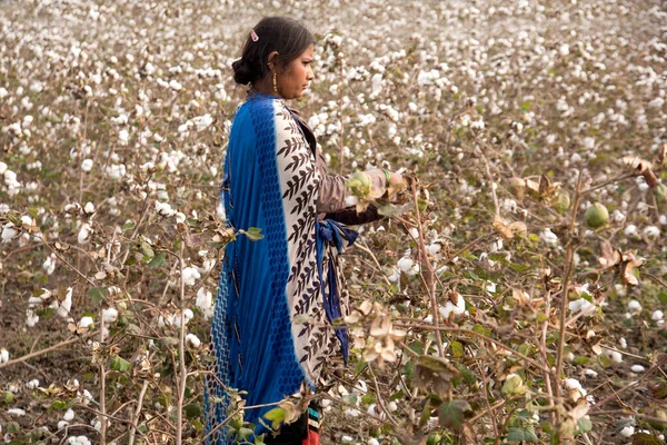 Woman Harvesting Cotton Field Maharashtra India — Stockfoto