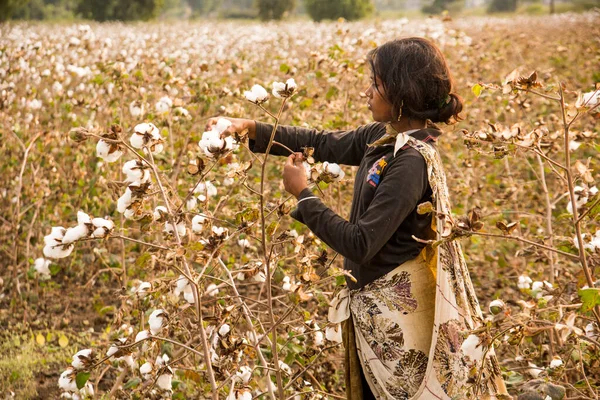 Indian Woman Harvesting Cotton Cotton Field Maharashtra India — Stockfoto