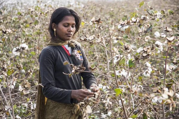 Indian Woman Harvesting Cotton Cotton Field Maharashtra India — Stockfoto