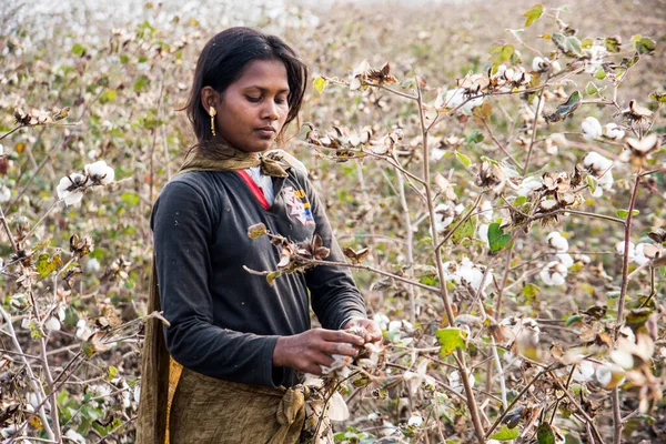 Indian Woman Harvesting Cotton Cotton Field Maharashtra India — Stockfoto