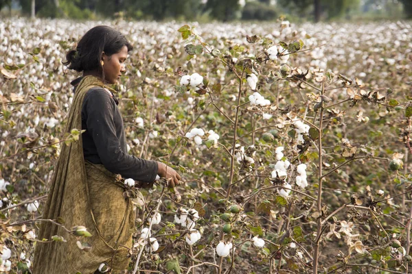 Indian Woman Harvesting Cotton Cotton Field Maharashtra India — Φωτογραφία Αρχείου