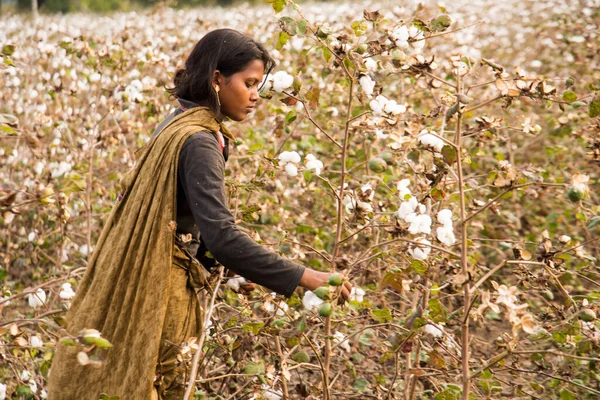 Indian Woman Harvesting Cotton Cotton Field Maharashtra India — Stockfoto