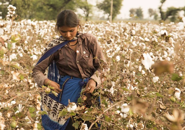 Woman Harvesting Cotton Field Maharashtra India — Foto de Stock