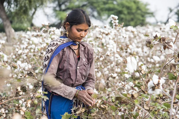 Young Woman Harvesting Cotton Field Maharashtra India — Foto de Stock