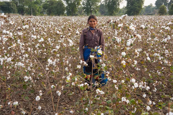 Indian woman harvesting cotton in a cotton field, Maharashtra, India.