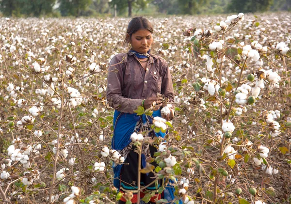 Indian woman harvesting cotton in a cotton field, Maharashtra, India.