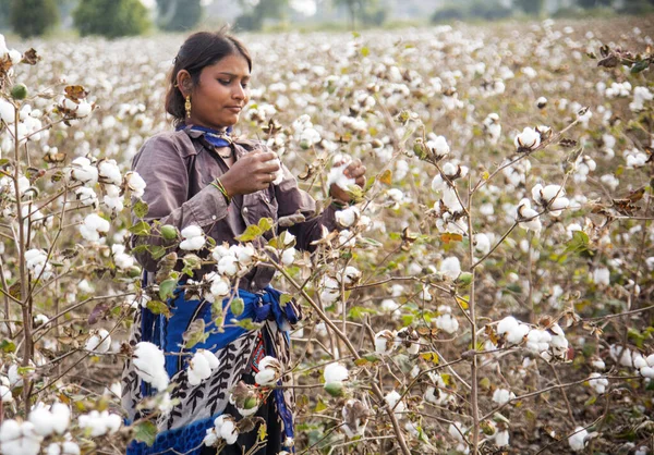 Indian Woman Harvesting Cotton Cotton Field Maharashtra India — Foto de Stock