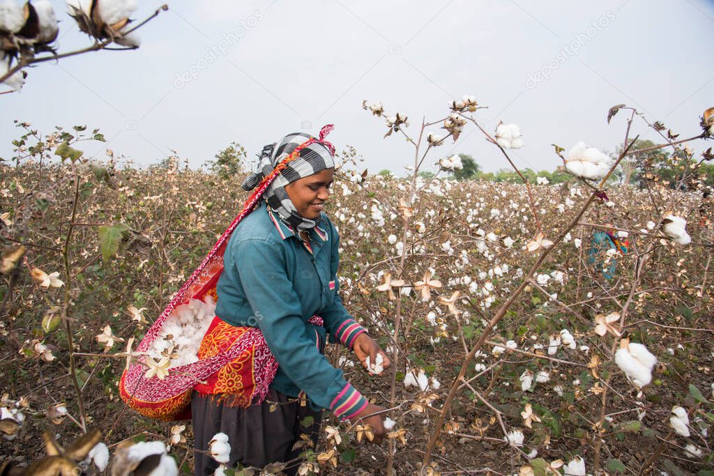 Indian woman harvesting cotton in a cotton field, Maharashtra, India.