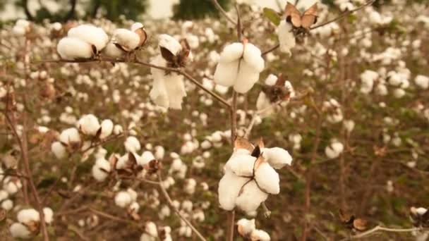 Baumwollfelder Bereit Für Die Ernte — Stockvideo