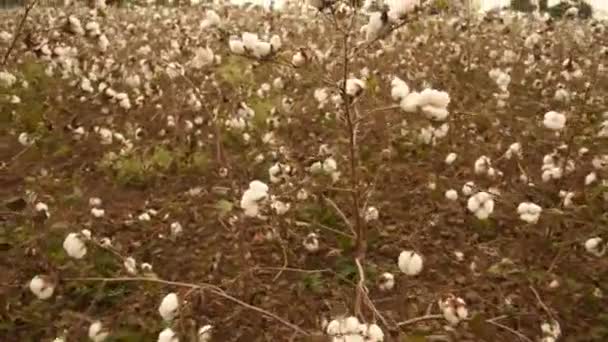 Cotton Fields Ready Harvesting — Wideo stockowe